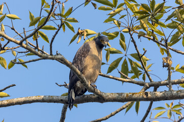 Portrait of Crested Serpent Eagle (Spilornis cheela) perched on tree branch and looking for prey...