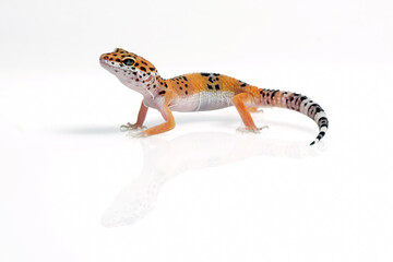 leopard gecko on white background