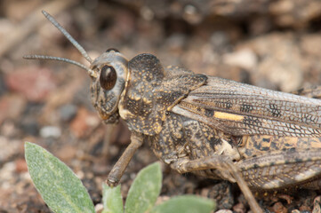 Grasshopper in the municipality of Arrecife. Lanzarote. Canary Islands. Spain.