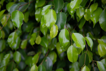 Green fresh ficus tree, natural background