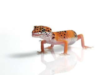 leopard gecko on white background