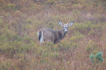 An eye-level shot of a white-tailed deer in Canaan Valley State Park in Tucker County, West Virginia