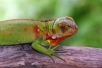 baby red iguana on a branch