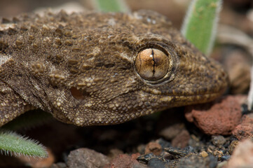Head of East Canary gecko Tarentola angustimentalis. Arrecife. Lanzarote. Canary Islands. Spain.
