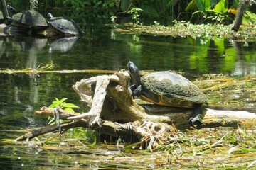 Turtles in the pond in Florida wild, closeup