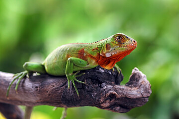 baby red iguana on a branch