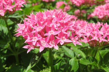 Pink pentas flowers in Florida zoological garden, closeup