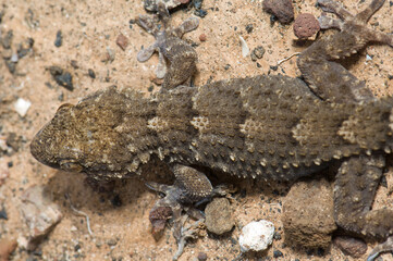 East Canary gecko Tarentola angustimentalis in Arrecife. Lanzarote. Canary Islands. Spain.