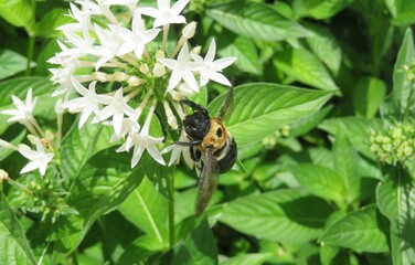 Bumblebee on white pentas flowers in Florida zoological garden, closeup