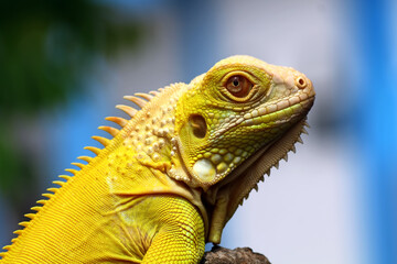 Fototapeta premium close up of a albino iguana