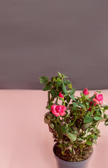 Blooming rose cordana in a pot with soil on a pink background