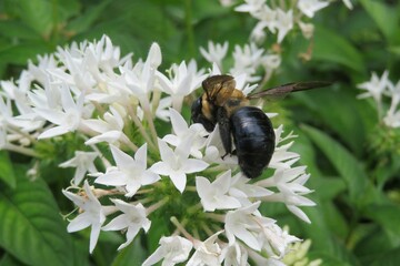 Bumblebee on white pentas flowers in Florida nature, closeup