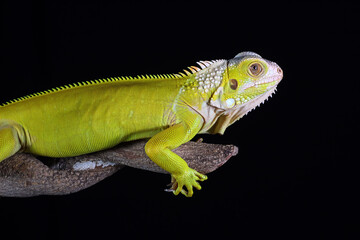 albino iguana on a black background