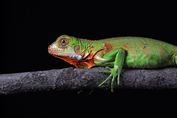 baby red iguana on black background