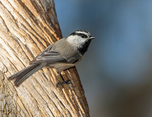 A mountain chickadee perches in the morning sunlight in Wyoming.