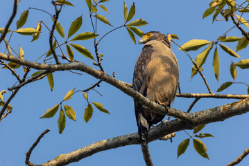 Portrait of Crested Serpent Eagle (Spilornis cheela) perched on tree branch and looking for prey...