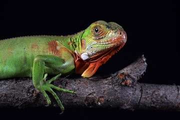 baby red iguana on black background