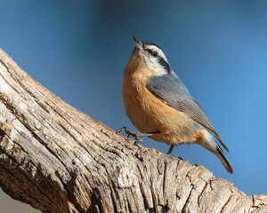 A red-breasted nuthatch pauses for a moment on an old stump in Wyoming.