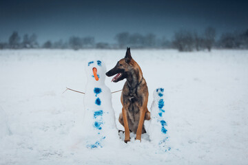 Malinois shepherd dog look at the snowman