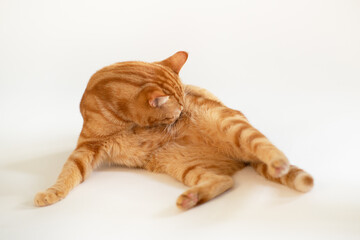 Funny young tabby red cat plays at studio, isolated on white background.