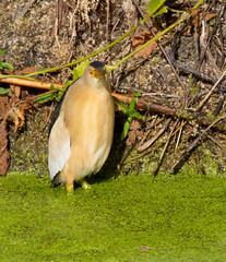 Little bittern, Ixobrychus minutus. A male bird stands in a river covered with green algae and looks towards the lens