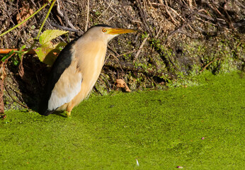 Little bittern, Ixobrychus minutus. A male bird stands in a river covered with green algae