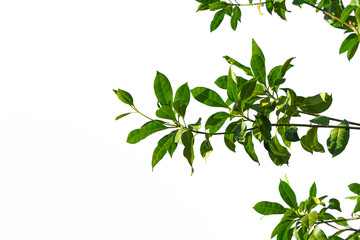 Green leaves on a white background