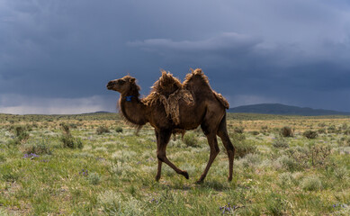 One Camel on Steppe Mongolia