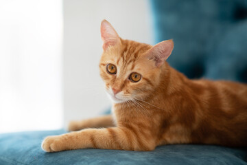 Beautiful young red tabby cat lying on blue chair at home