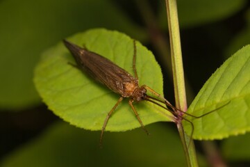 brown insect Caddisfly on a leaf