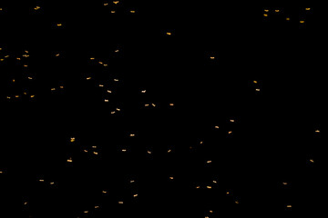 Mosquitoes on the dark background