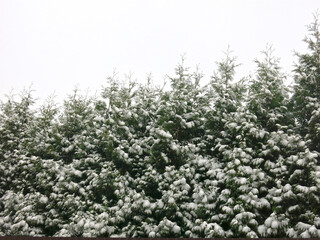 smooth rows of snow-covered fir trees, a great festive background