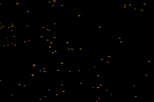 Mosquitoes on the dark background