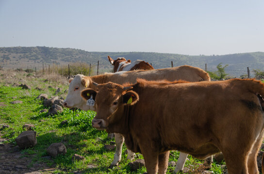 several brown cows with signed ear tags