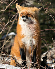 Red Fox Stock Photos. Red fox sitting and looking at camera in the winter season in its environment...