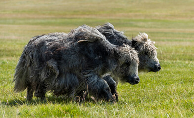 Fototapeta premium Two Yaks Steppe Mongolia