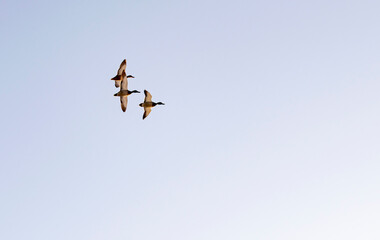 A group of ducks in the winter morning sky.