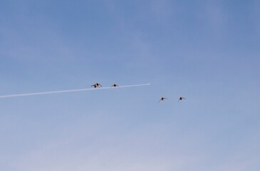 A group of ducks in the sky against the background of a flying plane.