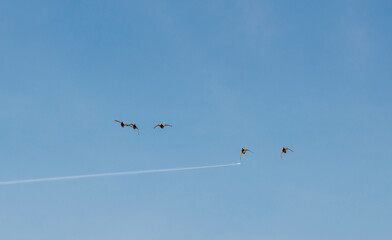 A group of ducks in the sky against the background of a flying plane.
