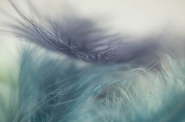 gentle blue and green background of fluffy feathers