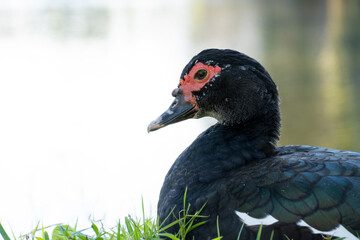 Close up image of a Muscovy Duck Resting in front of Pond in Stuart Florida