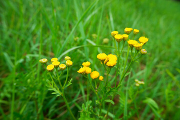 Yellow flowers on a background of green grass in a spring forest