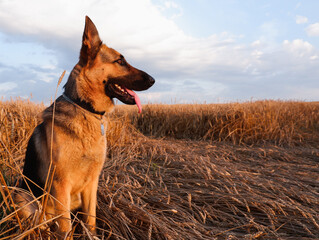 German shepherd posing on the background of ripe wheat spikelets
