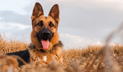 German shepherd posing on the background of ripe wheat spikelets