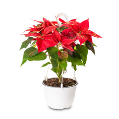 Christmas flower poinsettia