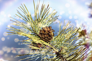New year holiday background with cone and pine tree branch. Christmas Greeting Card