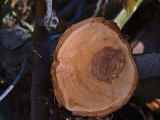 Closeup view of freshly cut wooden trunk with visible core in forest.