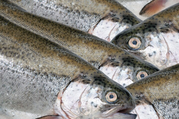 Fishing industry concept - group of fresh raw fishes in close-up for sale in the market