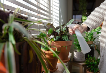 Female hand spraying water on indoor house plant on window sill with water spray bottle, take care...