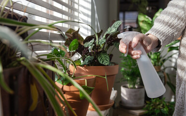 Female hand spraying water on indoor house plant on window sill with water spray bottle, take care...